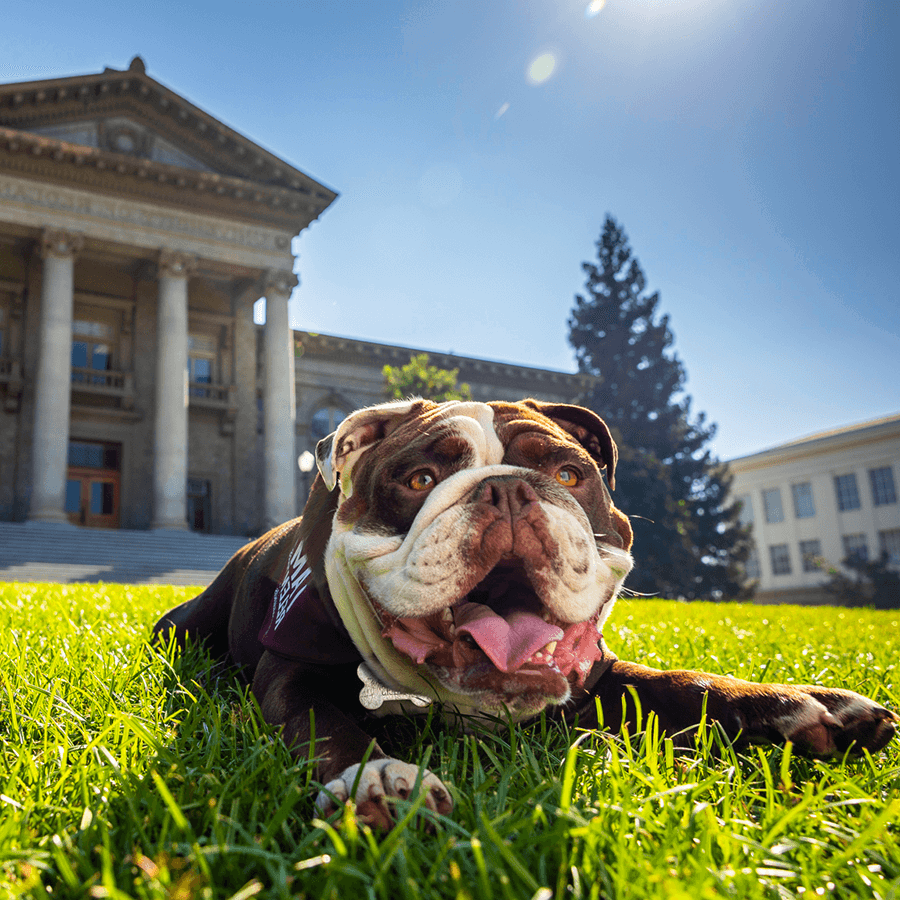 Image Carousel - George the bulldog masct of university of redlands